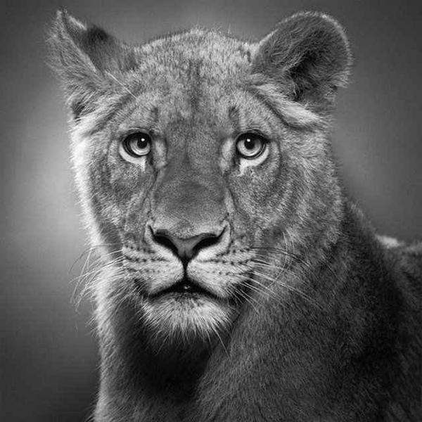 Животные в графике  Пола Лунга. Фото: animalworld.com.ua