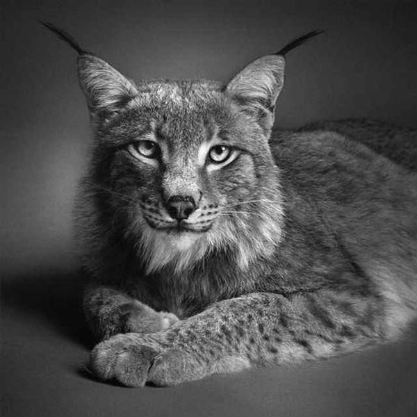 Животные в графике  Пола Лунга. Фото: animalworld.com.ua