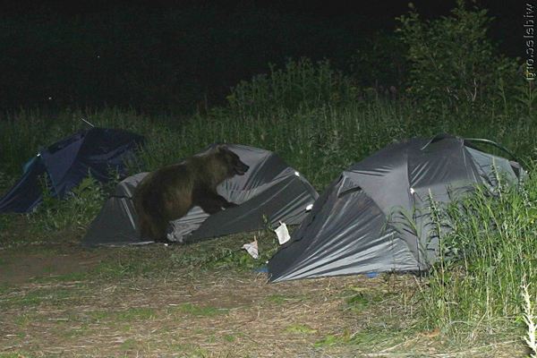 Мишки возвращаются или ответный удар. Фото: stfond.ru