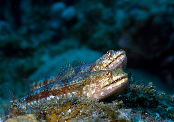 Мир морских глубин. Фото: Alexander SAFONOV