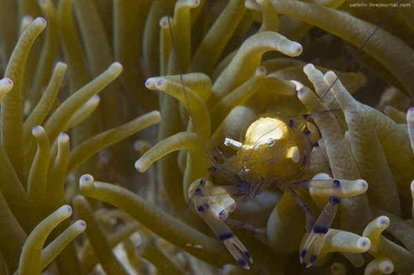 Мир морских глубин. Фото: Alexander SAFONOV