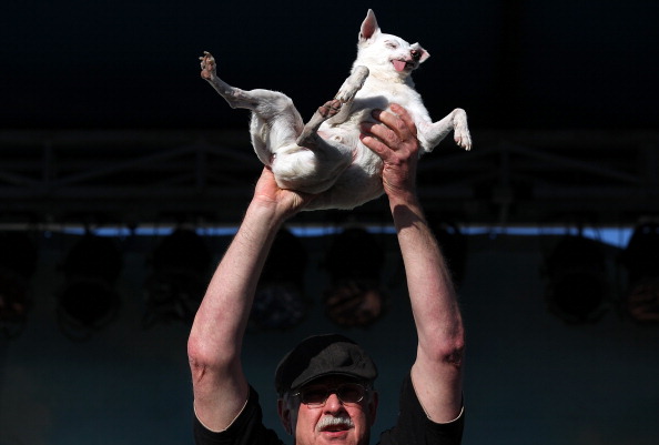 Фоторепортаж о конкурсе  «Самая уродливая собака в мире». Фото: Justin Sullivan/Getty Images