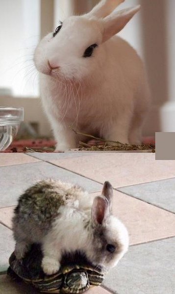 Не беспокойся, мама, я только немножко покатаюсь. Фото с kanzhongguo.com Не беспокойся, мама, я только немножко покатаюсь. Фото с kanzhongguo.com