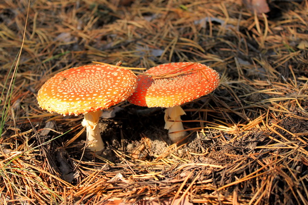 Обаяние осени. Фото: Ирина Рудская/Великая Эпоха (The Epoch Times)