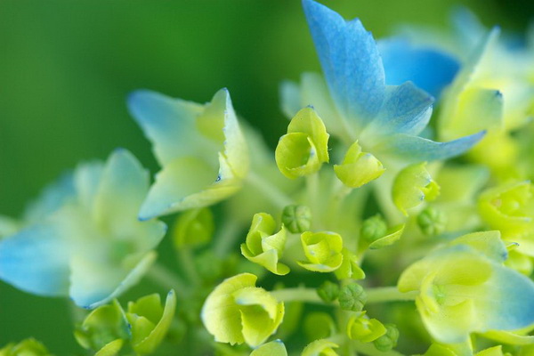 Фото с сайта animalworld.com.ua