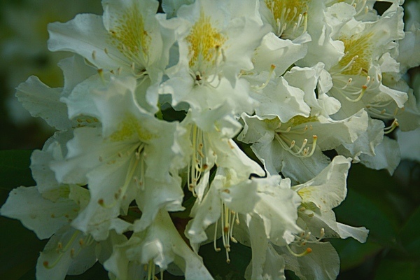 Фотогалерея. Рододендроны в городском парке города Гельзенкирхен в Германии. Фото: Сима Петрова/ Великая Эпоха (The Epoch Times) Фотогалерея. Рододендроны в городском парке города Гельзенкирхен в Германии. Фото: Сима Петрова/ Великая Эпоха (The Epoch Times)