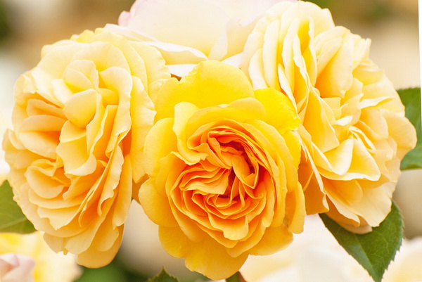 Цветы - очарование и благоуханье наступившего лета. Фото: Jaris