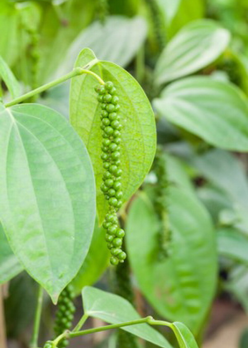 Перечные зерна &mdash; фактически ягоды. Фото: Shutterstock*