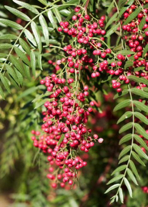 Розовый перец вырастает на дереве, он ни в коем случае не связан с обычным перцем. Фото: Shutterstock*