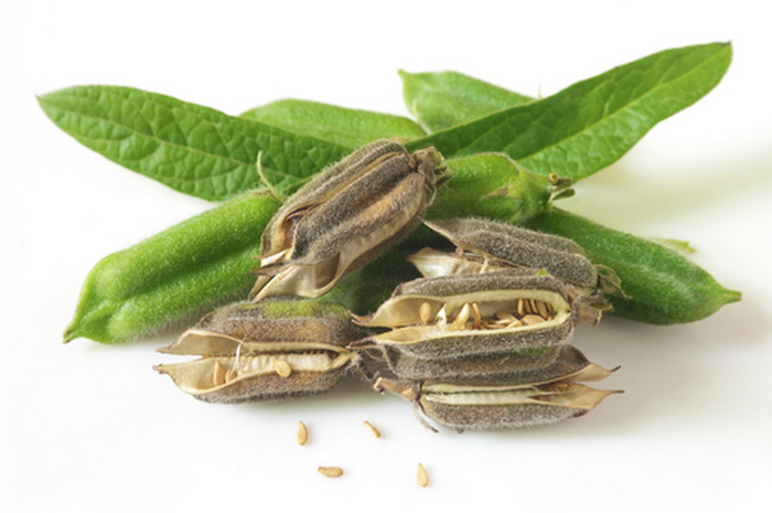 Семена сезама растут в цветке, имеющем форму стручка. Фото:Shutterstock*