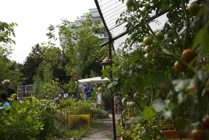 Общественный сад Берлина Prachttomate. 10 августа 2013 года. Фото: Carsten Koall/Getty Images Общественный сад Берлина Prachttomate. 10 августа 2013 года. Фото: Carsten Koall/Getty Images
