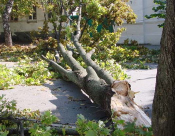 Ураган в Ростове-на-Дону валил деревья и рвал линии электропередач. Фото сайта 325050.ru