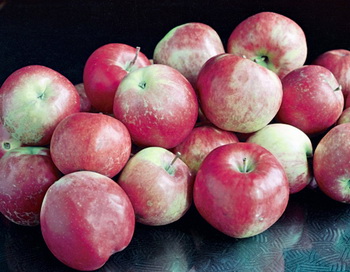 Яблоки. Фото РИА Новости