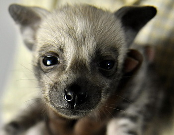 Фото: TONY KARUMBA/AFP/Getty Images