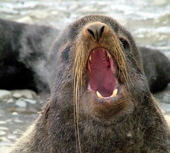 Морской котик. Фото: visitkamchatka.ru