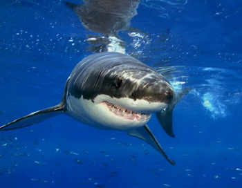 Акула напала на человека в хасанском районе Приморского края. Фото с сайта webpark.ru