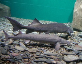Байкальский осетр. Фото с сайта fish.gov.ru