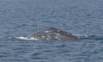 8 мая у берегов Тель-Авива, Израиль, в Средиземном море впервые за 200 лет были обнаружены серые киты. Фото предоставлено Израильским центром исследований морских млекопитающих