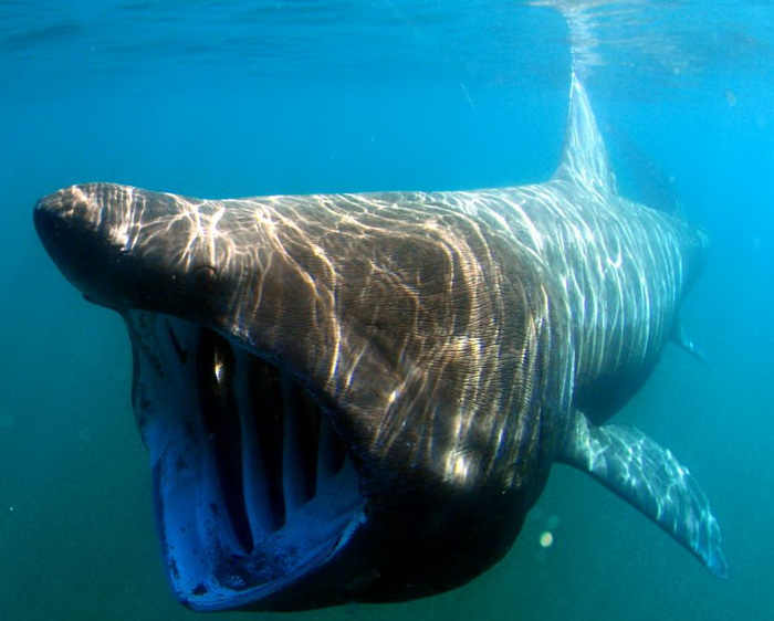 Гигантская акула. Фото с сайта nmfs.noaa.go