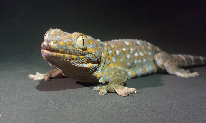 Тропический геккон (ящерица). Фото: Алисса Старк