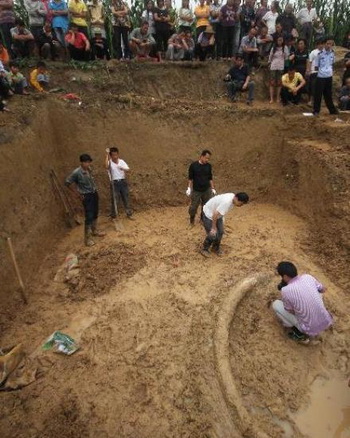 Бивень древнего слона гигантского размера, обнаружили в Китае. Фото с сайта news.cn