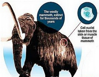 Мамонт из Сибири скоро будет воскрешен. Фото с сайта: globalscience.ru Мамонт из Сибири скоро будет воскрешен. Фото с сайта: globalscience.ru