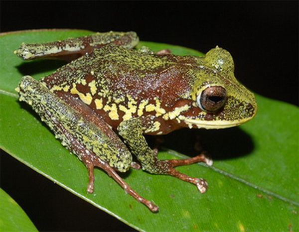 Новый вид лягушек рода Platymantis. Фото с сайта  computerra.ru