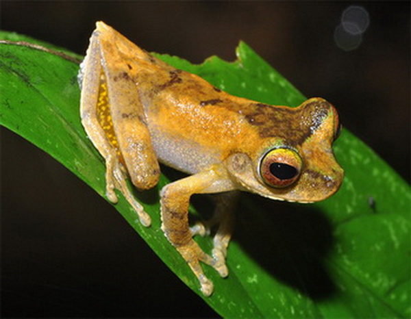 Яркая лягушка рода Litoria, обнаруженная в сентябре прошлого года. Фото с сайта computerra.ru