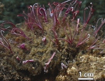 Черви-зомби. Фото: Robert C. Vrijenhoek, Shannon B. Johnson & Greg W. Rouse/commons.wikimedia.org