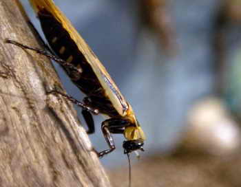 Исследователи из университета в штате Северная Каролина решили управлять тараканами, используя компьютерные технологии и микроэлектронику. Фото: RAUL ARBOLEDA/AFP/Getty Images Исследователи из университета в штате Северная Каролина решили управлять тараканами, используя компьютерные технологии и микроэлектронику. Фото: RAUL ARBOLEDA/AFP/Getty Images