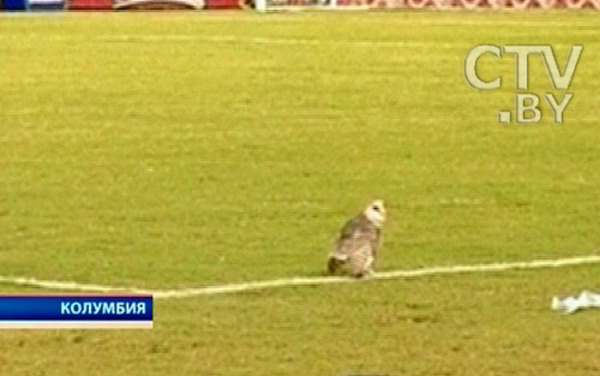 Футболист пнул сову на поле во время матча,  которая вскоре умерла. Фото с сайта elheraldo.co