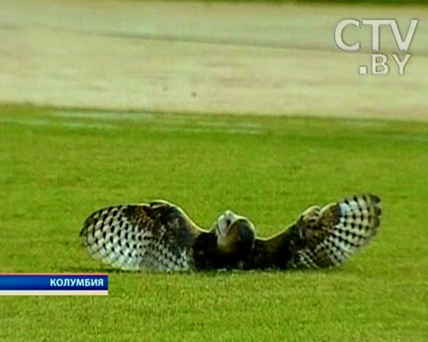 Футболист пнул сову на поле во время матча,  которая вскоре умерла. Фото с сайта elheraldo.co