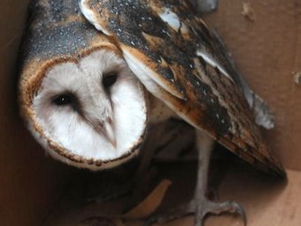 Футболист пнул сову на поле во время матча,  которая вскоре умерла. Фото с сайта elheraldo.co