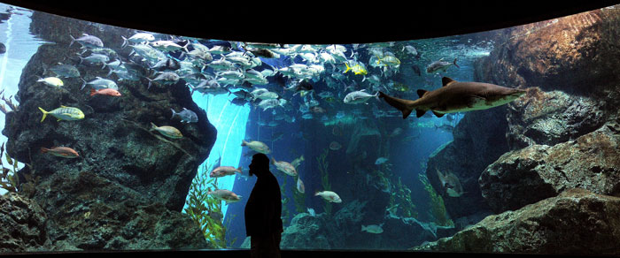 Аквариум Бангкока. Фото: CHRISTOPHE ARCHAMBAULT/AFP/Getty Images