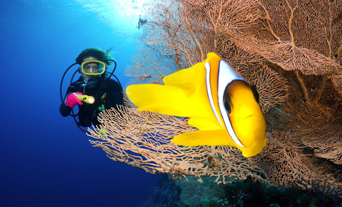 Дайвинг в Египте популярен среди большого количество туристов. Фото: Levent Konuk/Photos.com