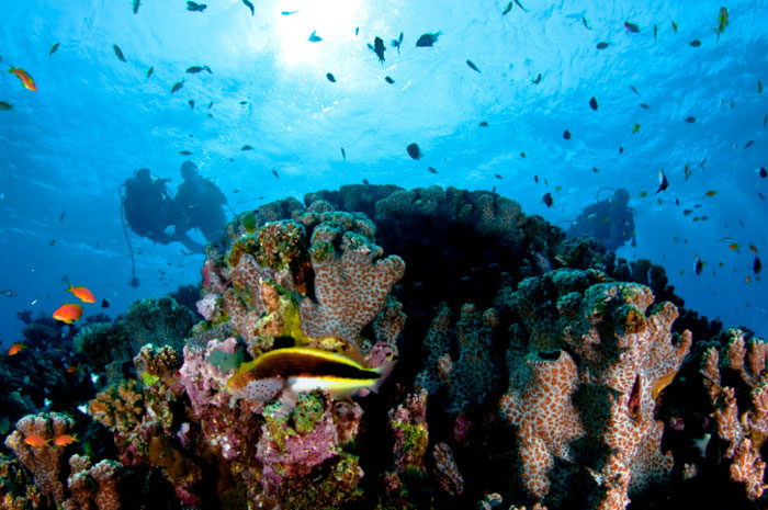 Дайвинг. Красное море, Хургада, Египет. Фото: Kadri Ates Evirgen/Photos.com