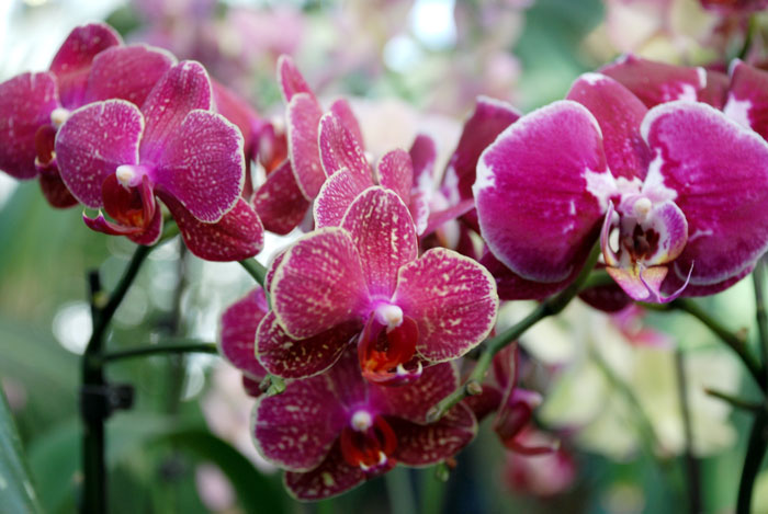 Орхидеи известны в первую очередь как красивоцветущие декоративные растения, являются излюбленными оранжерейными растениями. Особую популярность снискали виды родов Каттлея, Дендробиум, Фаленопсис. Фото: Юлия Цигун/Великая Эпоха (The Epoch Times) 