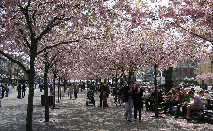 Кунгстрэдгорден — парк в центре Стокгольма, Швеция. Фото: Holger.Ellgaard/commons.wikimedia.org