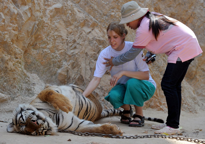 Тигриный Храм в Таиланде. Фото: PORNCHAI KITTIWONGSAKUL/AFP/Getty Images
