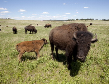 . Фото:  Melanie Stetson Freeman/The Christian Science Monitor via Getty Images