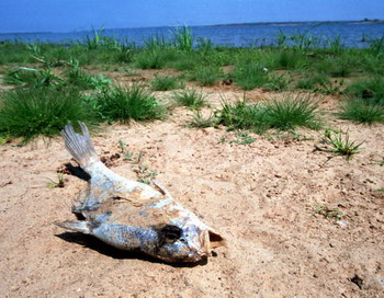 Изменение климата угрожает жителям прибрежной зоны. Фото: Joe Raedle/Newsmakers Изменение климата угрожает жителям прибрежной зоны. Фото: Joe Raedle/Newsmakers