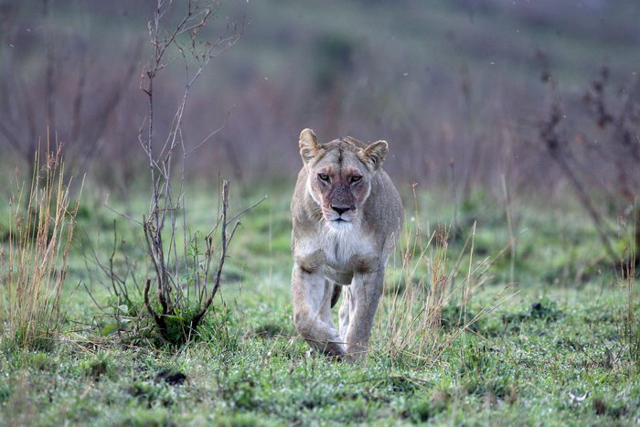 Фото: Dan Kitwood/GettyImages