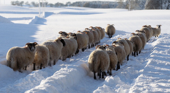 Небывалые морозы и снегопады обрушились на Шотландию и Англию, 29 ноября, 2010 год. Фото: Jeff J  Mitchell/Getty Images