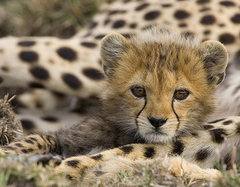 Детёныш гепарда. Фото с сайта   zoopicture.ru               