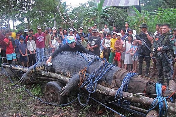 Наибольший в мире крокодил пойман на Филиппинах Фото: derstandard.at