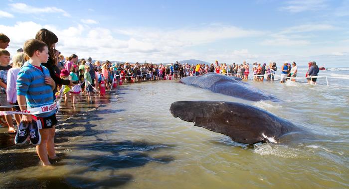 Фоторепортаж о кашалоте, выбросившегося на берег в Новой Зеландии, 16 января 2013 года. Фото: Marty Melville/AFP/Getty Images