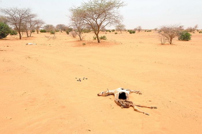 Фото: ABDELHAK SENNA/AFP/GettyImages