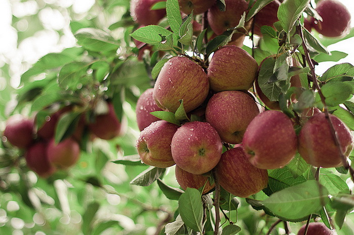 Употребление фруктов снижает потребность в сладком. Фото: erin/flickr.com Употребление фруктов снижает потребность в сладком. Фото: erin/flickr.com