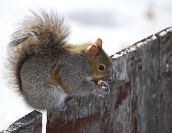 Белка. Фото: morguefile.com