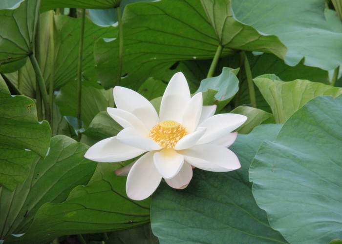 Недавно группа из 70 исследователей выделила геном Nelumbo nucifera, или священного лотоса, что должно помочь учёным понять, каким образом это растение смогло выжить в течение тысячелетий. Священный лотос — символ бессмертия и возрождения — вдохновлял верующих во все века. Фото: Syl Lebar
